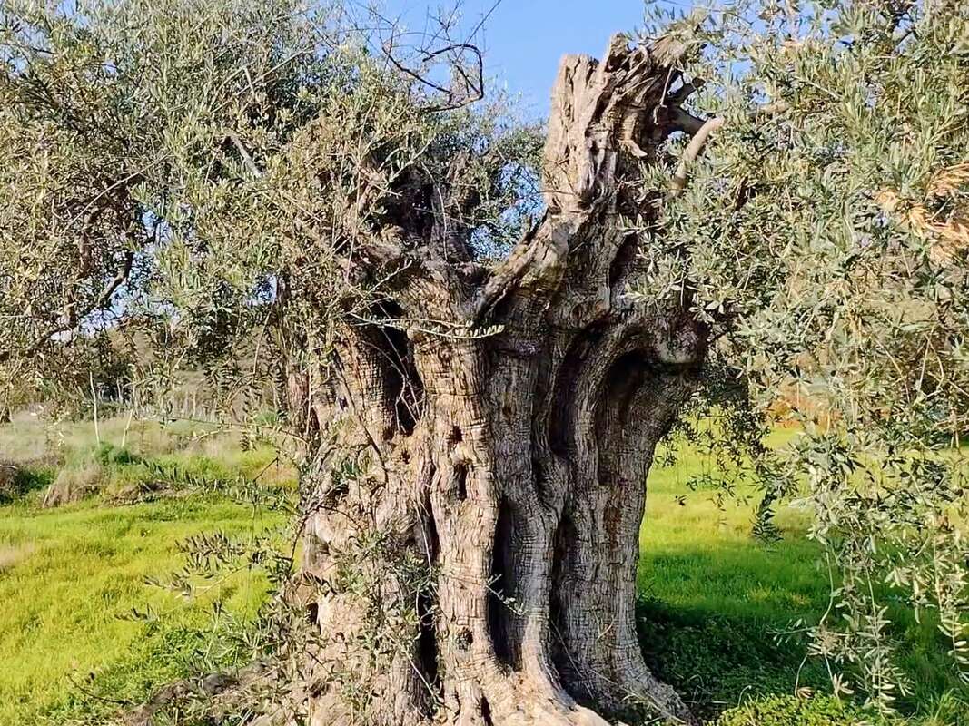 ancient olive tree cyprus