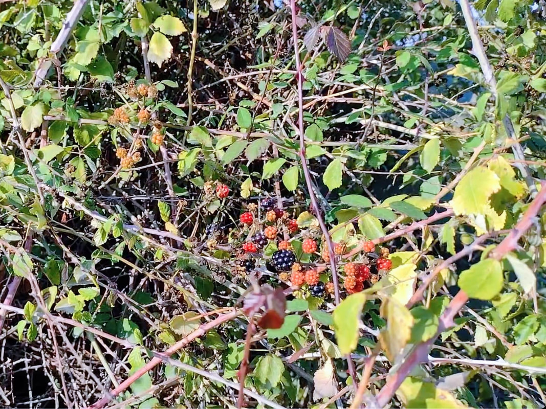 blackberries cyprus