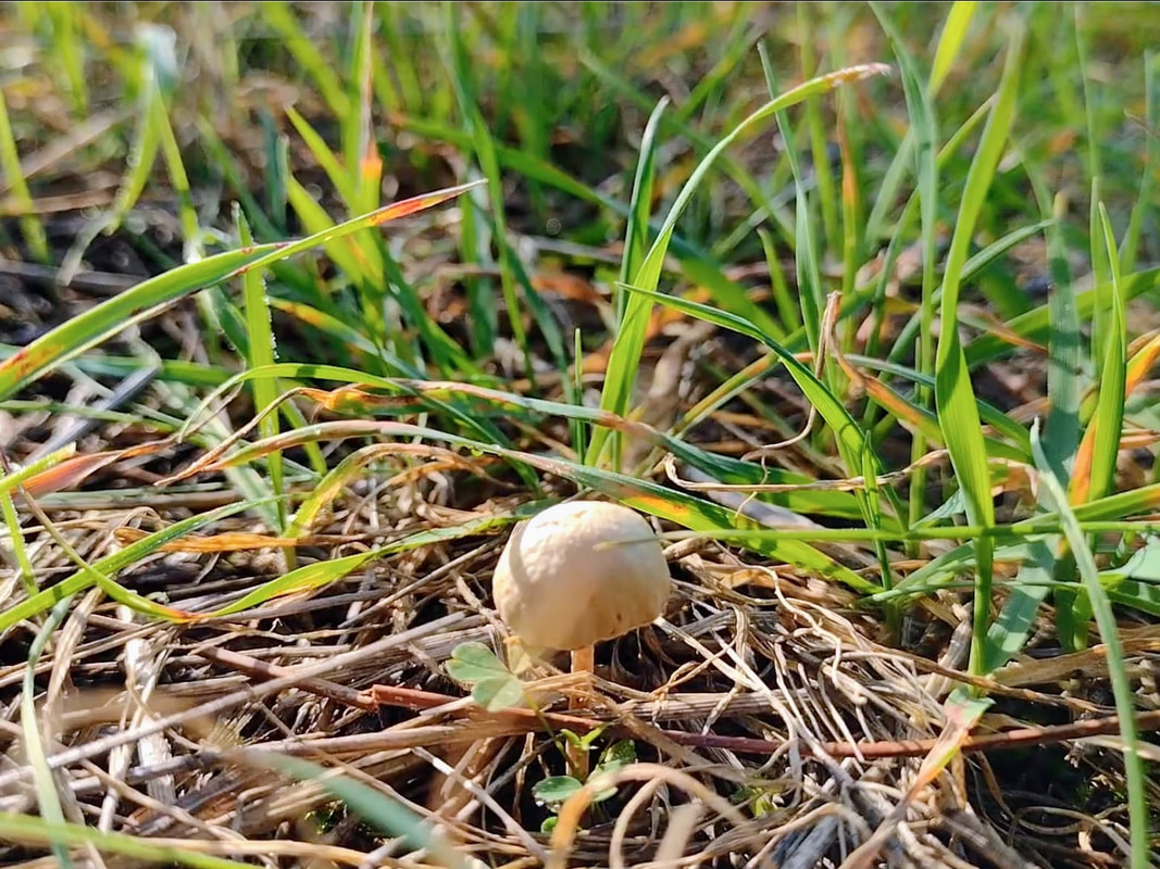 cyprus wild mushroom
