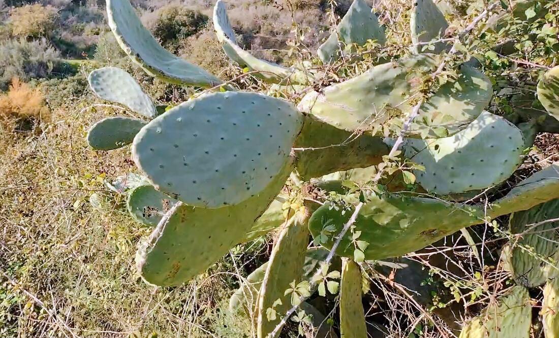 prickly pair cactus tree cyprus