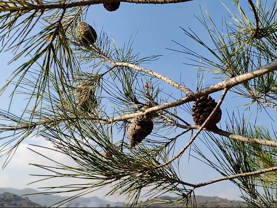 cyprus pine trees