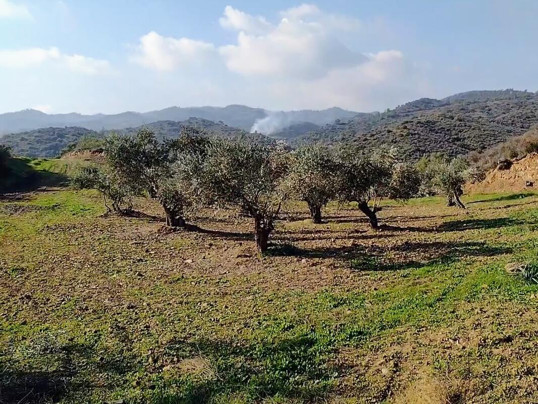 field cyprus olive trees
